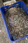 Shrimp head and shell sorting machine cleaning machine processing plant assembly line Shrimp head removed