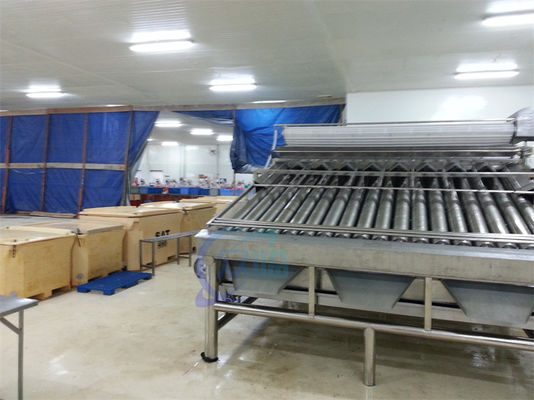 Shrimp size sorting machine Fish scale cleaning and processing line production line sorting machine