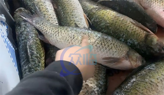 ISO 220V Commercial Fish Scaler Machine , Stainless Steel Fish Gut Remove Machine