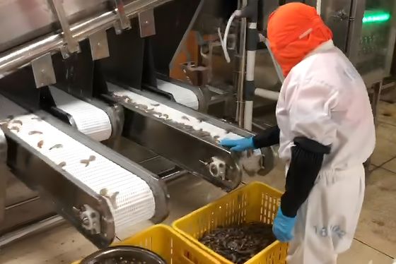 4.9KW SUS304 Shrimp Grading Machine Automatic For Fish Size Sorting