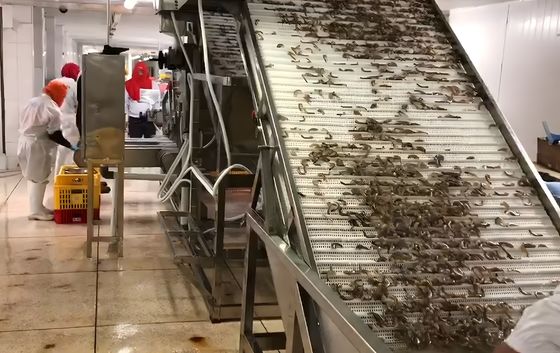4.9KW SUS304 Shrimp Grading Machine Automatic For Fish Size Sorting