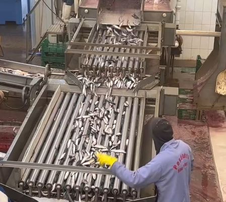 4 मॉडल ऑटोमैटिक फिश ग्रेडर और 5-10T/H के साथ छोटी मछली सॉर्टिंग लाइन